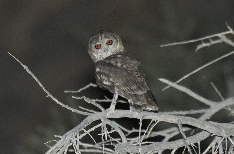 The Omani owl responded to the call played by the research team of the Emirates Wildlife Society, confirming its presence in the Emirates. Courtesy Arnoud B van den Berg