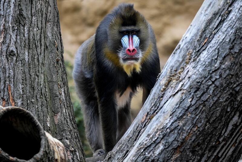 A male mandrill (Mandrillus sphinx)  looks on  in his enclosure in the zoo in Dresden, German.  EPA