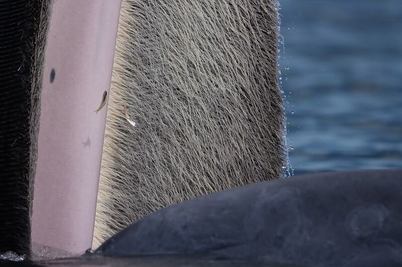 The beauty of baleen by Katanyou Wuttichaitanakorn, winner of the Young Wildlife Photography of the Year, ages 15-17 category.