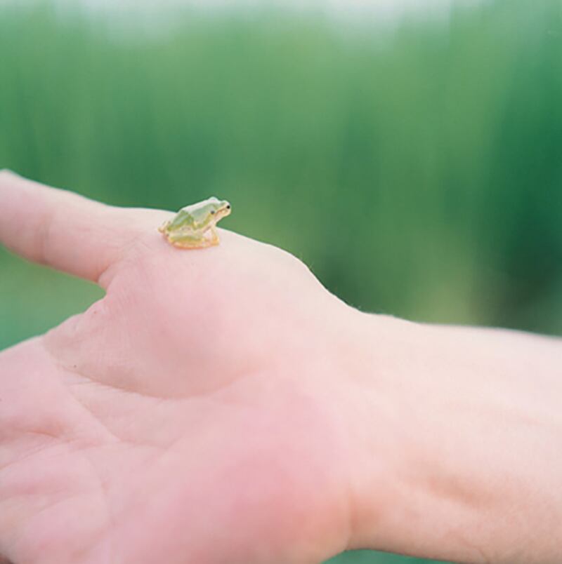 Rinko Kawauchi, 'Untitled', from the series 'Illuminance', 2009. All photos: 2023 Sony World Photography Awards / Rinko Kawauchi