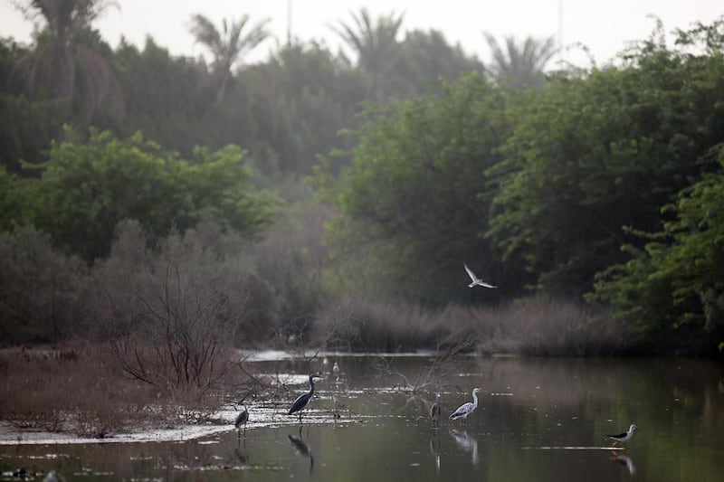 Migratory and indigenous birds have made their home at the Wasit Nature Reserve in Sharjah. Amy Leang / The National