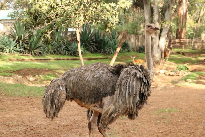 Patricia the ostrich at the animal orphanage that's part of the Fairmount Mount Kenya resort.