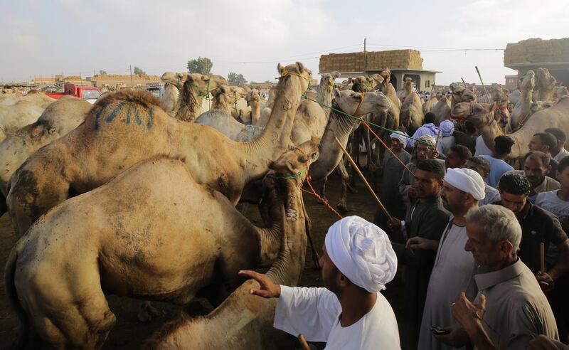 Camel sellers at the Birqash Camel Market.