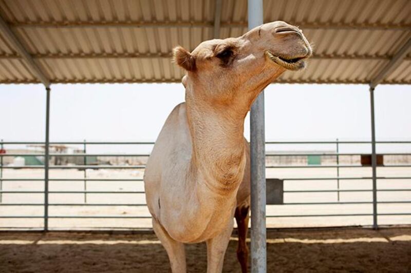 Sweihan, United Arab Emirates, August 28, 2013:     Former champion racing camel, Nassi, at the Advanced Scientific Group Camel Research Facility near Sweihan on August 28, 2013. Christopher Pike / The National

Reporter: Anna Zacharias