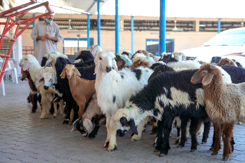 Abu Dhabi, United Arab Emirates, April 22, 2020.  Pre-Ramadan action at the Public Slaughter House in Mina Zayed + their anti-Covid-19 safety measures and procedures.
--  A livestock worker herds a group of goats to one of the stalls at the market.
Victor Besa / The National
Section:  NA
Reporter:  Haneen Dajani
