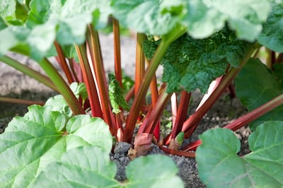 Bright red organic rhubarb stalks shooting from the vegetable garden.

Chris Price/iStockphoto.com