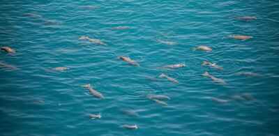 Abu Dhabi has the second-largest dugong population in the world. Environment Agency Abu Dhabi