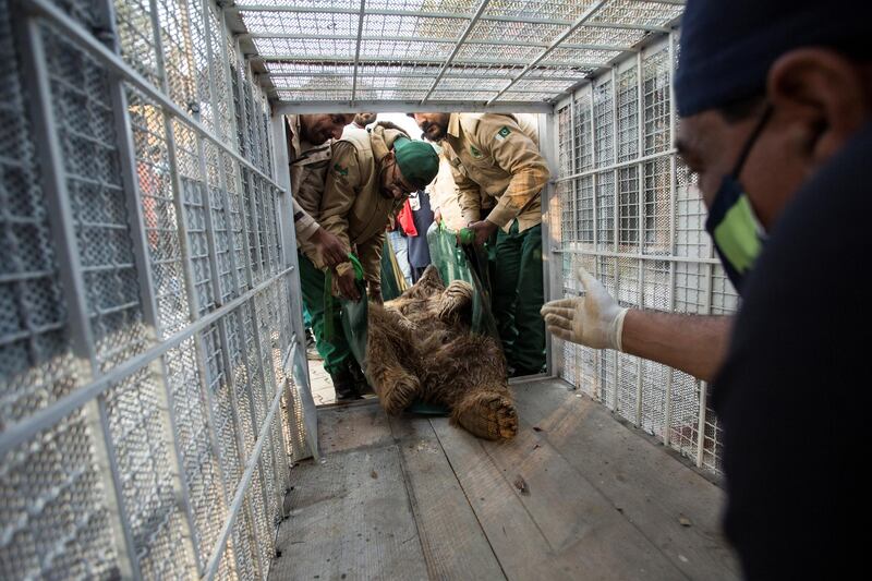 Men move one of two Himalayan brown bears into a crate, before its departure to be relocated to Al Ma'Wa for Wildlife and Nature sanctuary in Jordan, at the Marghazar Zoo in Islamabad, Pakistan. Reuters