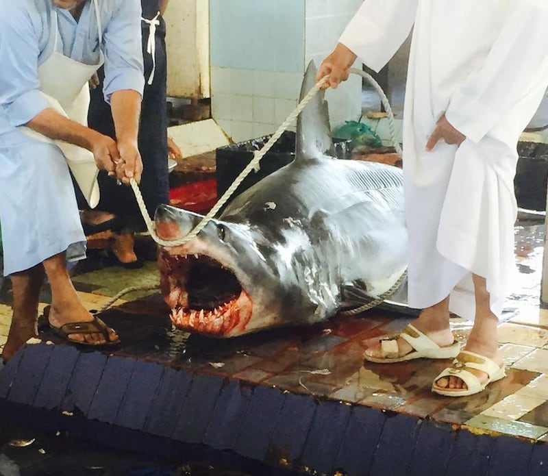 The shark landed on the deck of a boat on Sunday: but did he jump or was he fished? Courtesy Fujairah Fishermen’s Association