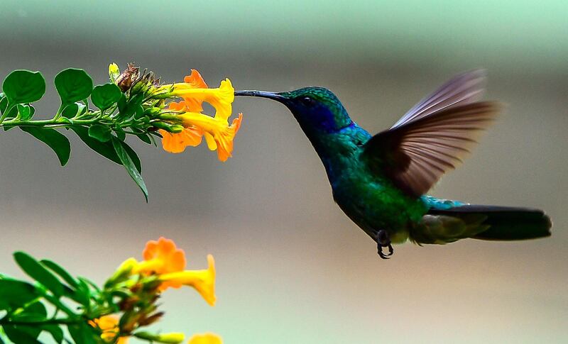 A hummingbird feeds on the nectar of a flower in Boquete, Chiriqui Province, Panama. AFP