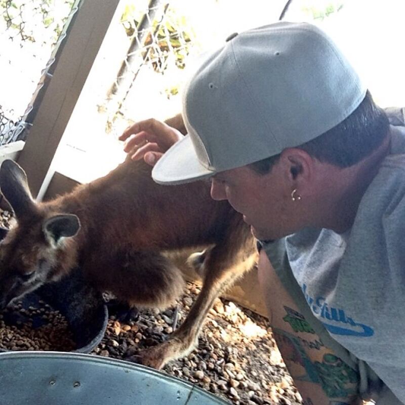 Vanilla Ice: The former rapper has a wallaroo named Bucky Buckaroo as his unusual pet. Wallaroos come in the size range between the bigger kangaroo and the smaller wallaby. 'I have had him for 13 years,' said the 'Ice Ice Baby' singer. Instagram