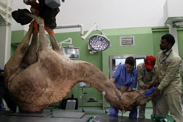 A camel is seen as he is being brought for the foot surgery at the Dubai Camel Hospital in Dubai, UAE, December 11, 2017.REUTERS/Satish Kumar