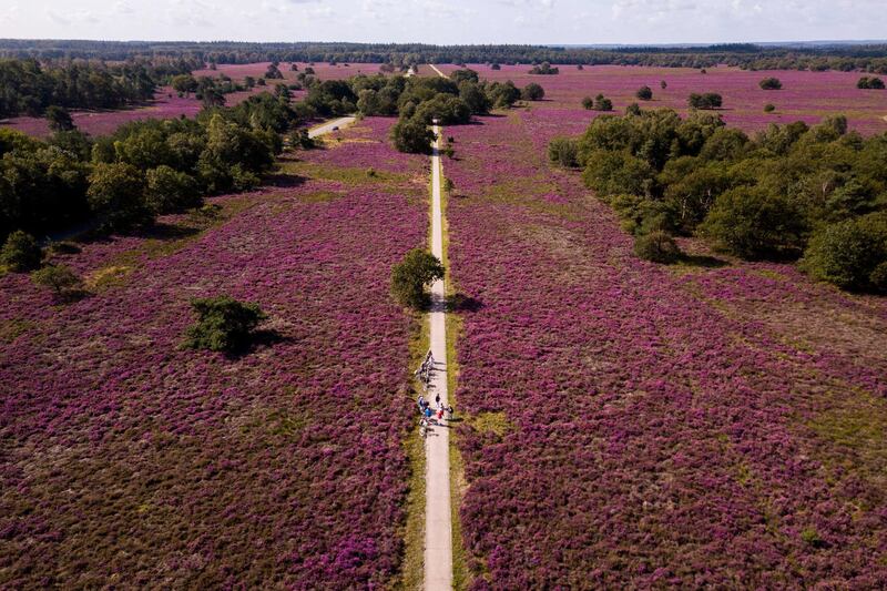 An aerial photo taken with a drone shows a heather in bloom at Veluwe nature reserve in Vierhouten, The Netherlands.  EPA