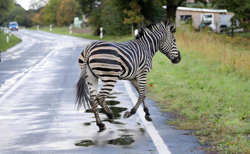 TOPSHOT - A zebra runs across a road on October 2, 2019 in the village of Thelkow, north-eastern Germany, after the animal had broken out of a circus with a fellow animal nearby, and had caused an accident on the A20 motorway in the area. The other zebra had already been captured. - Germany OUT
 / AFP / dpa / Bernd WUESTNECK
