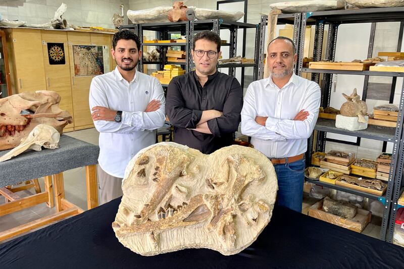 Hesham Sallam, right, with fellow Egyptian paleontologists Abdullah Gohar, left, and Mohamed Sameh and holotype fossils of the extinct Tutcetus rayanensis at the American University in Cairo. AFP