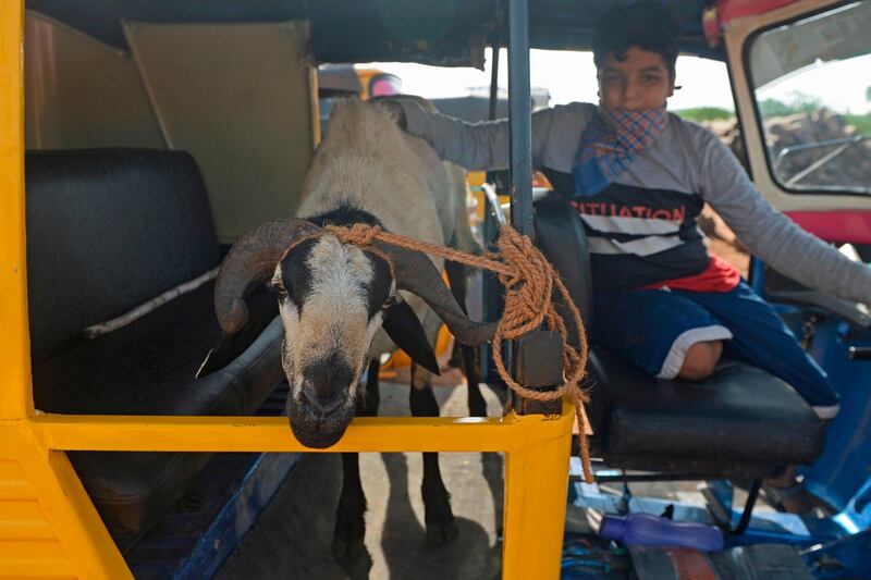 A boy sits next to a tied goat in a rickshaw in Chennai on July 28, 2020. AFP