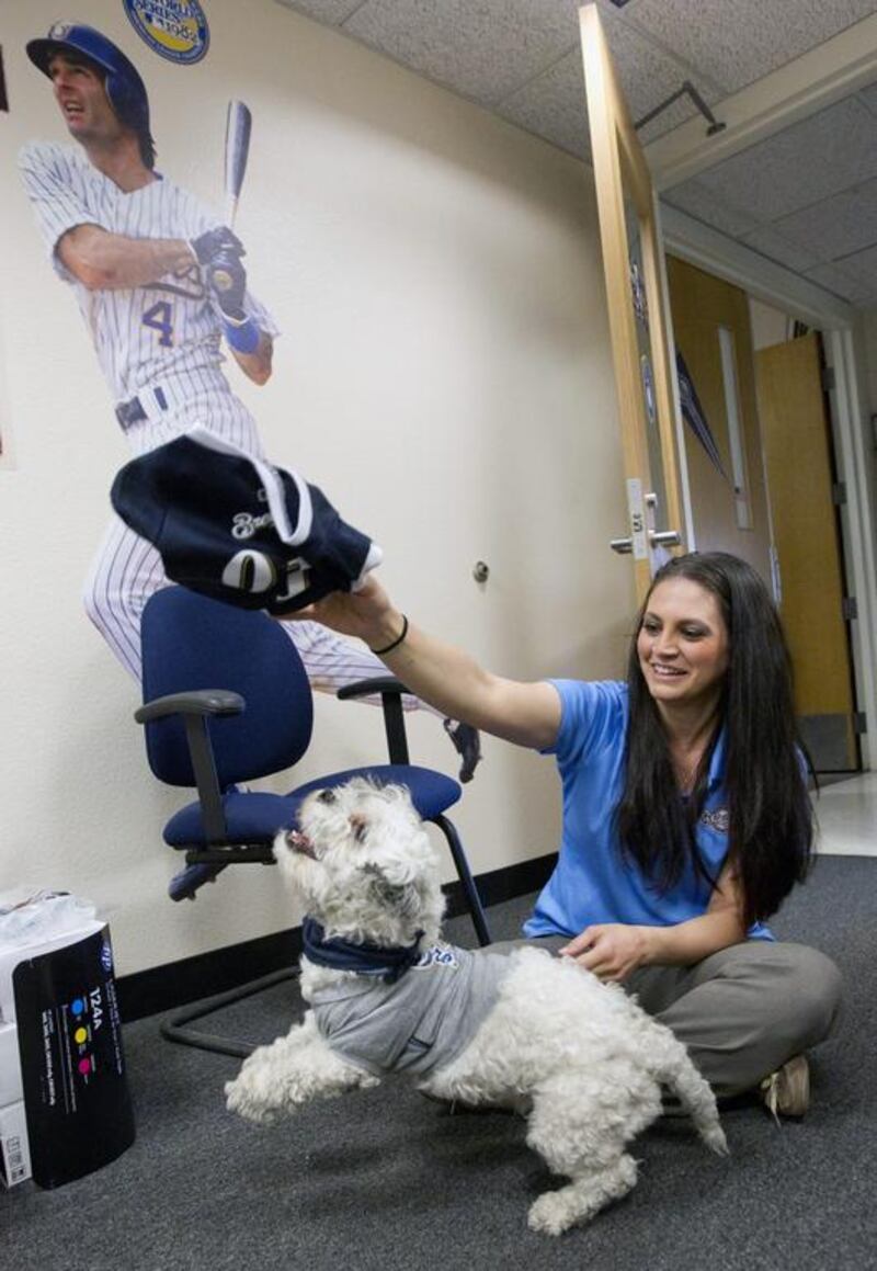 Brewers ticket office manager Brianna Tavilla plays with Hank, a stray dog that the Brewers recently found wandering their practice fields at Maryvale Baseball Park, on February 21, 2014, in Phoenix. The team and staff have been taking care of Hank since he was found at the park on President’s Day. Hank is named after Hank Aaron. AP Photo / Cheryl Evans