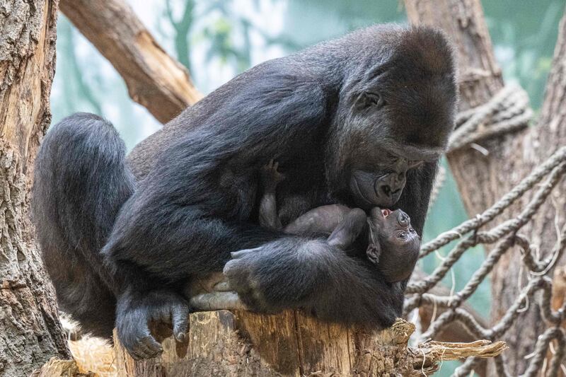 Duni, a western lowland gorilla, holds her 16-day-old infant at a zoo in Prague, Czech Republic. AFP