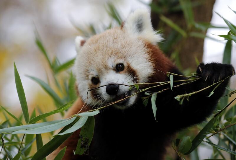 epa07995603 A red panda baby eats a bamboo in Zagreb's Zoo, in Zagreb, Croatia, 14 November 2019. Two red panda babies, who were born this summer in the Zagreb Zoo, have received today their names Dudek (man) and Regica (female). The names were proposed by Croatian citizens via social media and chosen by Croatian Olympics sportists, brothers Sinkovic as contribution to this year's Red Panda's day.  EPA/ANTONIO BAT