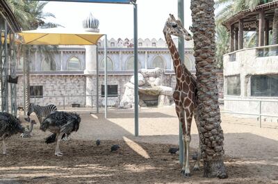 Abu Dhabi, United Arab Emirates, August 4, 2019.  Breakfast with giraffes at the Emirates Park Zoo.  Amy the giraffe before breakfast.
 Victor Besa/The National
Section:  NA
Reporter:  Sophie Prideaux