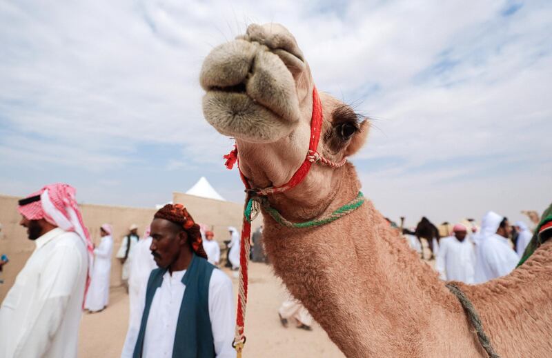 Abu Dhabi, United Arab Emirates, December 10, 2019.    Al Dhafra Festival 2019.Camel handlers at the Al Dhafra camp site.Victor Besa/The NationalSection:  NAReporter:  Anna Zacharias