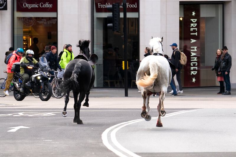 The animals, wearing saddles and bridles, were seen running in the road near Aldwych. PA