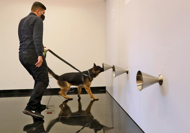 Sniffer dog Rox takes part in training to detect Covid-19 through sweat samples at a facility in Lebanon's capital Beirut. Specifically trained sniffer dogs can detect the virus in a person in a few seconds, including in very early stages when a PCR test would yield a negative result. Each dog can process hundreds of samples every day. The only wages they need are biscuits or rubber toys and they deliver results on the spot. AFP