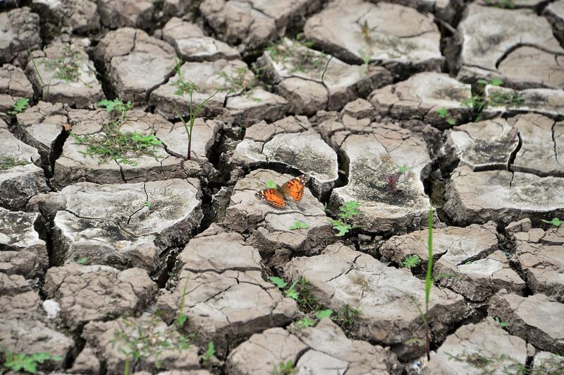 A butterfly hovers over the parched earth at Los Laureles reservoir during Earth Day in Tegucigalpa..  AFP