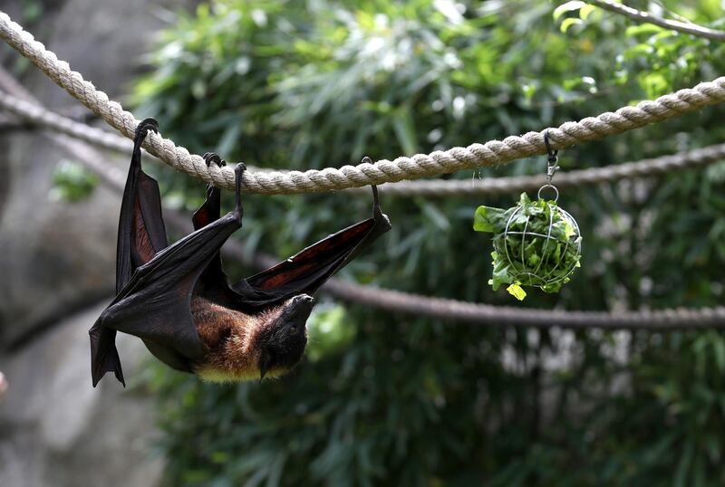 A fruit bat climbs on a rope during a behind the scenes interactive live stream from the Oakland Zoo, California.  Getty Images