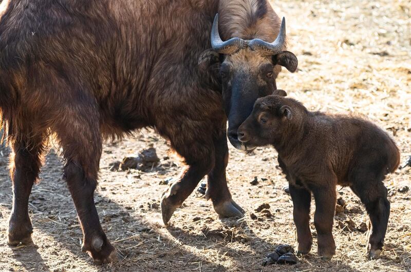 A one-week-old takin calf and an older one in their enclosure in the Nyiregyhaza Animal Park in Nyiregyhaza, Hungary. There are only thirty-seven zoos in the world which keeps takins or gnu goat.  EPA