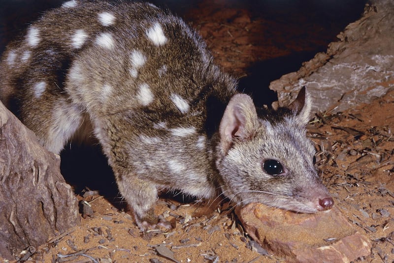 western quoll, endangered native cat. Getty Images
