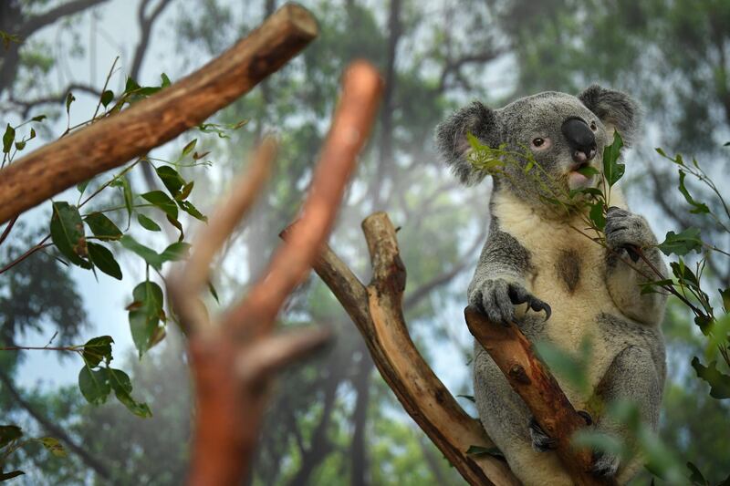 Male koala Alfie eats leaves at Wild Life Sydney Zoo, Australia. EPA