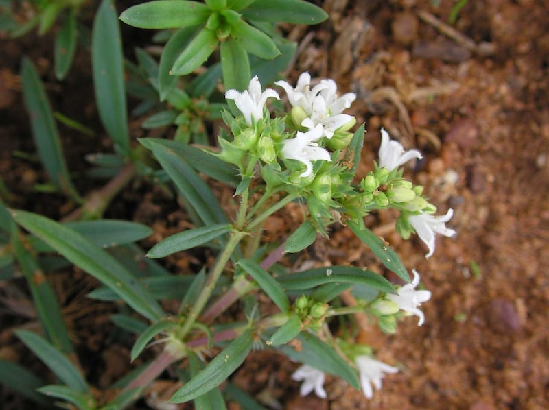 Oldenlandia umbellata, also known as Chay root, was discovered on the seafront at Fujairah. Photo: Lalithamba / Flickr