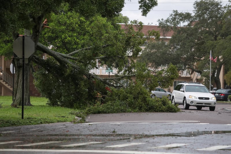 A resident drives past a tree felled by high winds from Hurricane Idalia in Clearwater, Florida. Reuters
