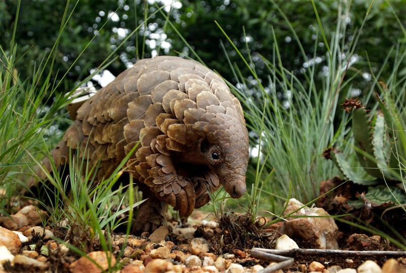 FILE - In this Feb. 15, 2019 file photo, a pangolin looks for food on private property in Johannesburg, South Africa. Often caught in parts of Africa and Asia, the anteater-like animals are smuggled mostly to China and Southeast Asia, where their meat is considered a delicacy and scales are used in traditional medicine. In April 2020, theÂ Wildlife Justice CommissionÂ reported traders were stockpiling pangolin scales in several Southeast Asia countries awaiting an end to the pandemic.Â (AP Photo/Themba Hadebe)