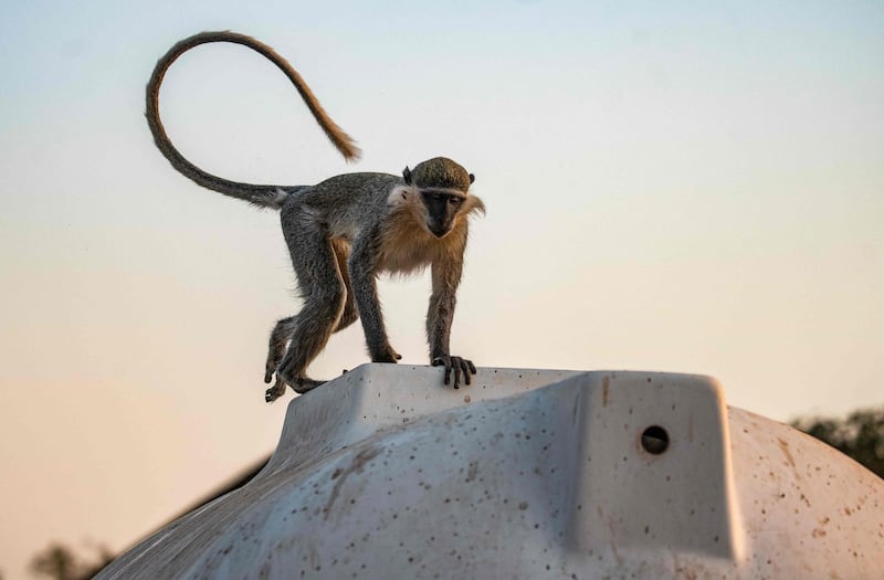 Higher education? A monkey on the campus of the University of Khartoum. AFP