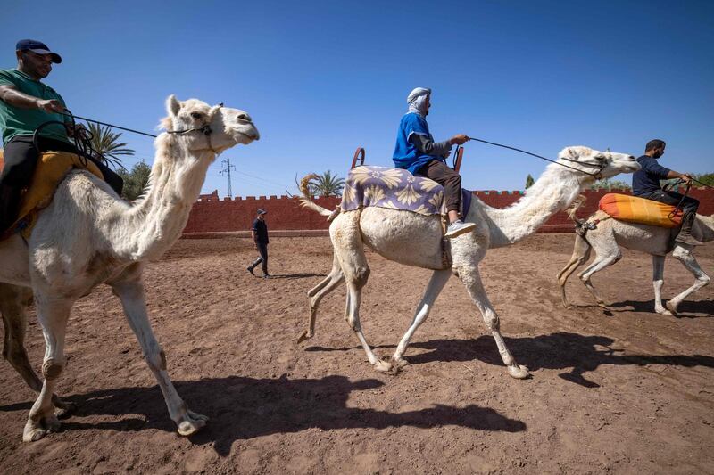 Racing camels during a training session with Joel Proust's team in Marrakesh. AFP
