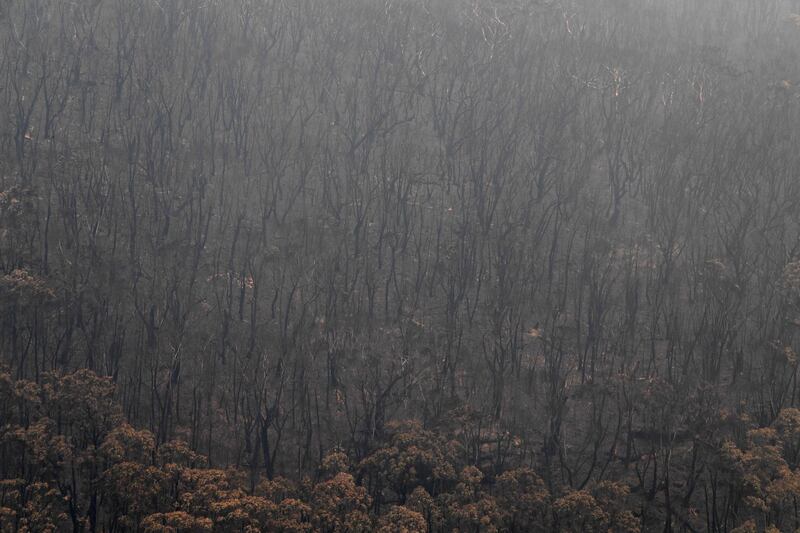 Burnt bushland surrounds the Bells Line of Road in the Blue Mountains National Park, north west of Sydney.  EPA