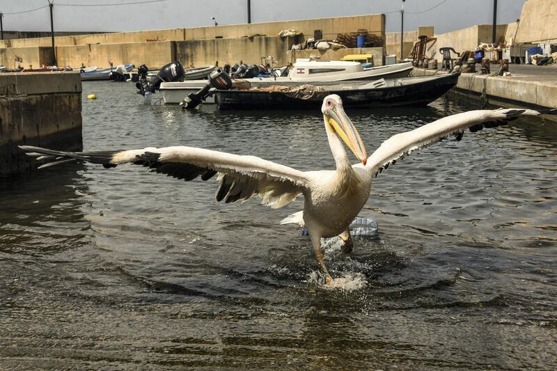 Beirut, Lebanon, 11 September 2020. Ovi the pelican, stretches his damaged wings for balance as he comes out of the harbour next to Abou Mounir Fish cafe following a quick dip. Elizabeth Fitt for The National