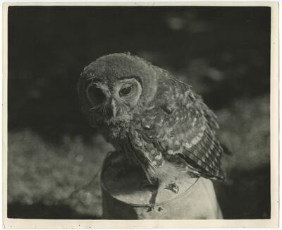 See the exhibition Sand at Grey Noise featuring works by artists including Daniel Gustav Cramer (a detail of Owl, pictured). Grey Noise