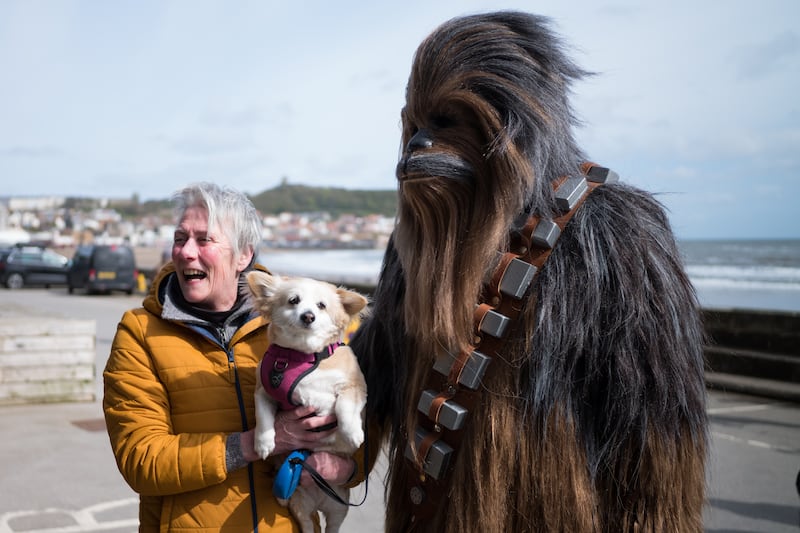 A person dressed as the Star Wars character Chewbacca poses for a photograph