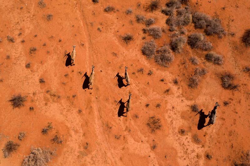 An aerial view of a group of waterbucks running through the Thuru Lodge Game reserve near Groblershoop in the Northern Cape Province of South Africa. AFP