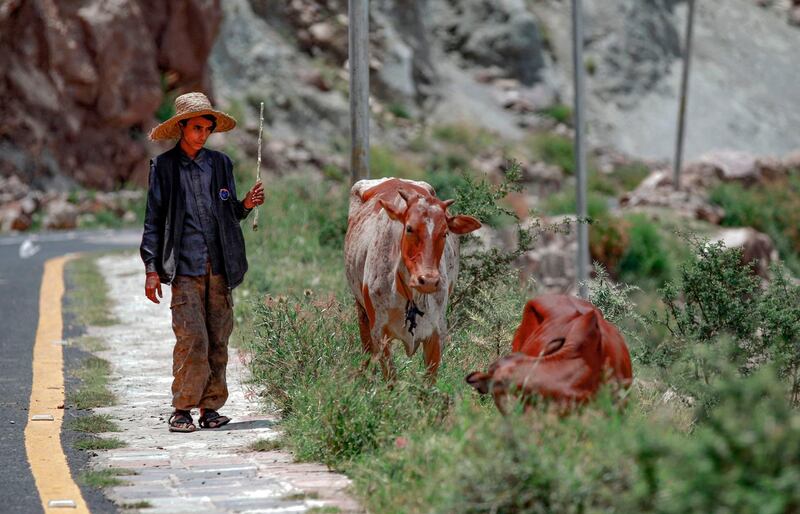 Cows graze on grass as a young farmer watches them, near a village in Yemen's Jabal Haraz mountainous region located between the capital Sanaa and  the city of Hodeidah.  AFP