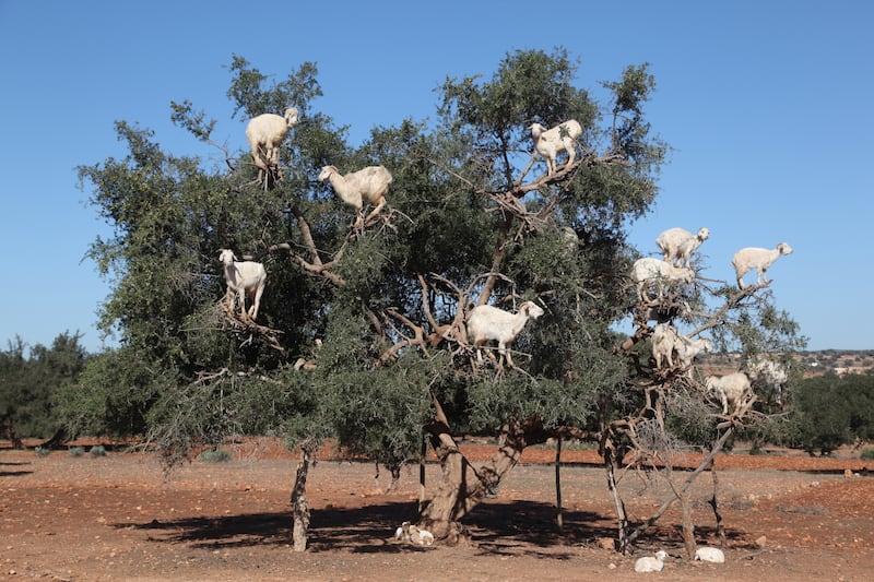 Tree-climbing goats feed on the leaves of an argan tree in Essaouira, Morocco. Getty