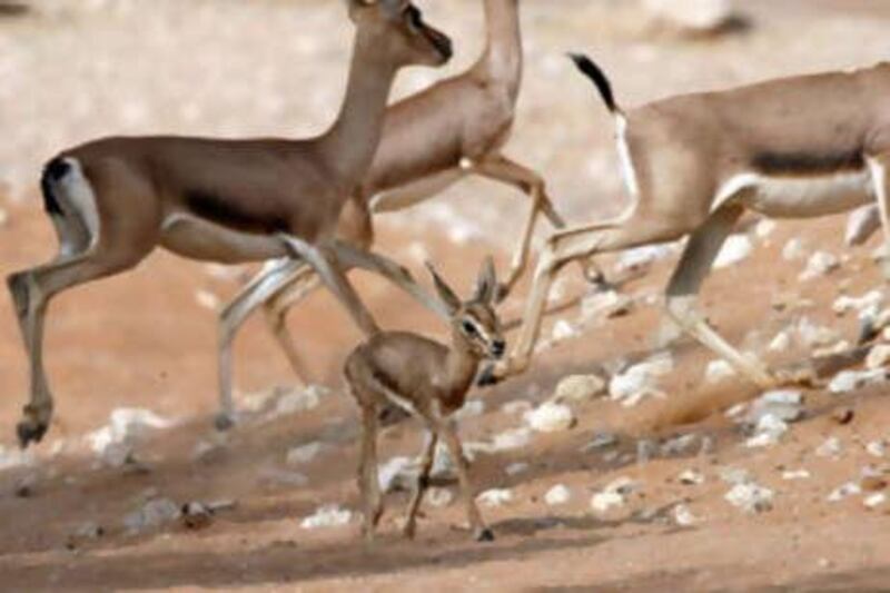 A five-day-old gazelle ventures out to do some exploring after the afternoon heat at Al Ain Zoo.