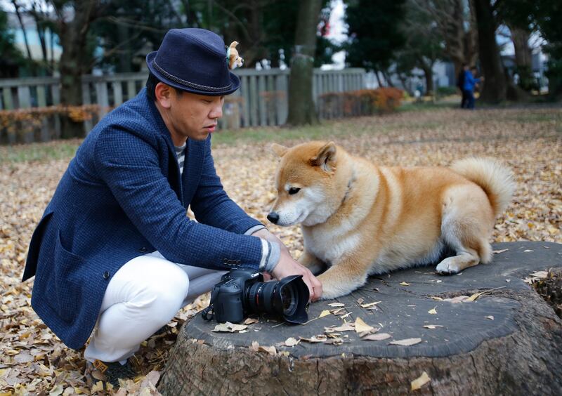 Marutaro, the shiba inu from Japan with 2.2 million Instagram followers, has a fortune of $1.5m. AP Photo