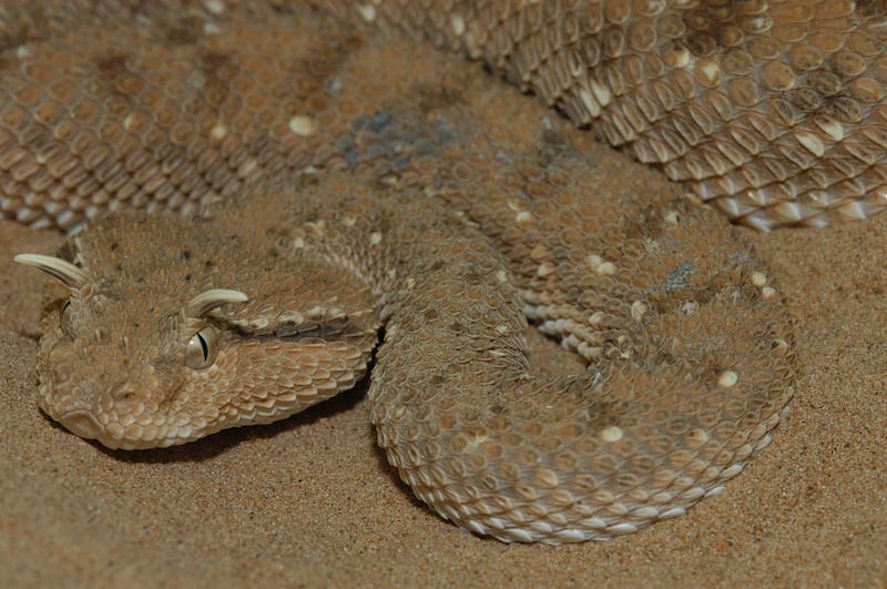 Arabian horned viper (Cerastes gasperettii gasperettii) with horns. Photo: Supplied by Johannes Els