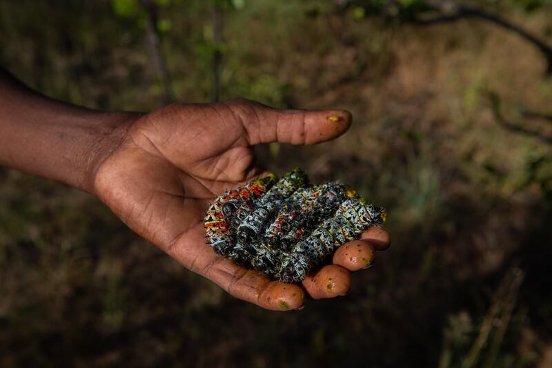 A seller shows off mopane worms harvested from a tree in Zimbabwe, before they are eaten. Getty Images
