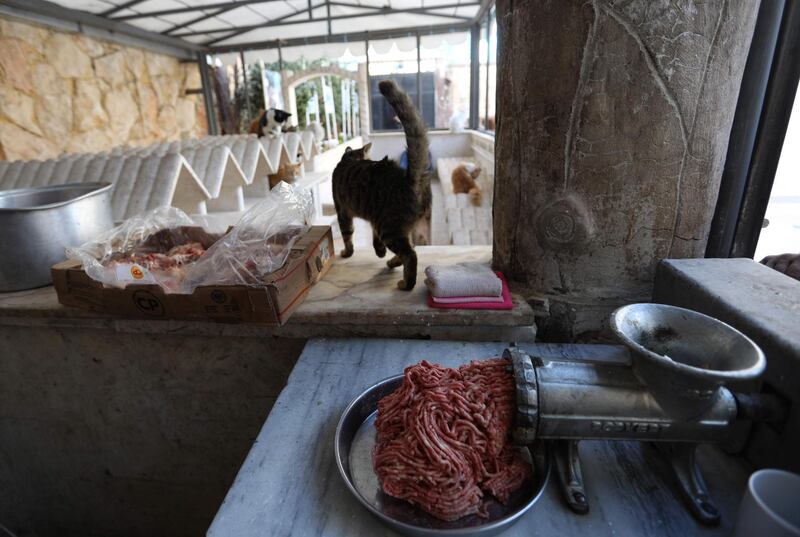 A grinder churns out streams of mincemeat to feed cats at Ernesto's Cat Sanctuary run by Mohammed Alaa al-Jaleel in Kfar Naha. AFP