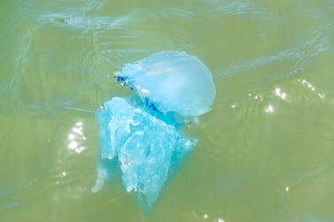 Warmer waters are encouraging jellyfish to linger a little longer in UAE waters.